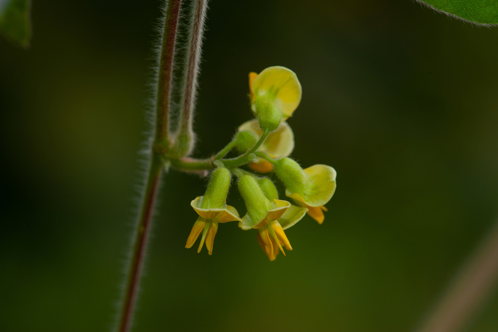 Rhynchosia volubilis (Rhynchosia volubilis)