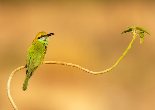 Asian Green Bee-eater