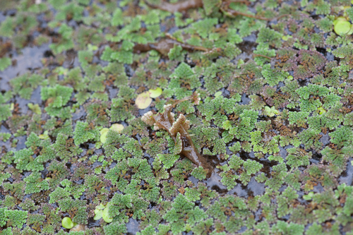Subspecies Azolla pinnata asiatica · iNaturalist