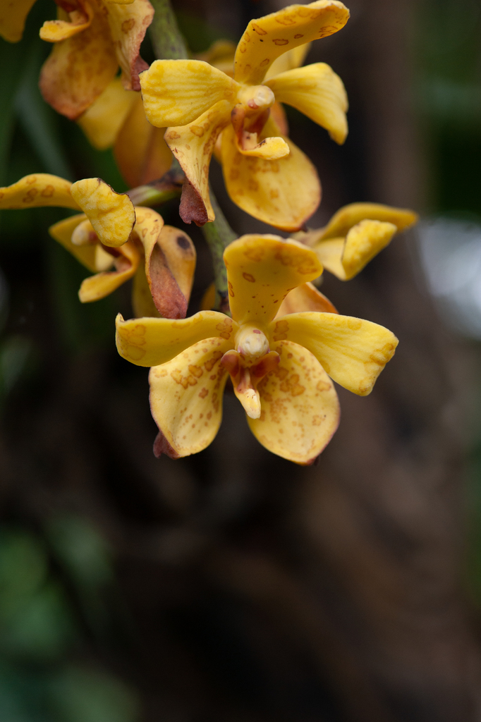 Vandopsis gigantea (Vandopsis gigantea)
