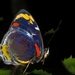 Mariposas Diurnas - Photo (c) Nicholas John Fisher, todos los derechos reservados