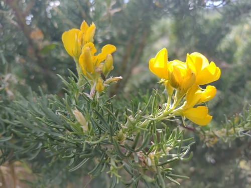 Adenocarpus decorticans Boiss.