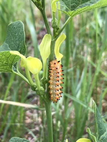 Southern Festoon