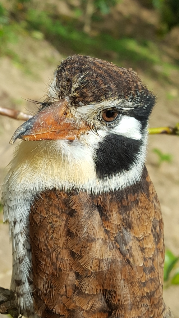 White-eared Puffbird from Iúna, BR-ES, BR on April 27, 2020 at 09:16 AM ...