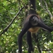 Azuero Spider Monkey - Photo (c) Dunnot Polo, all rights reserved, uploaded by Dunnot Polo