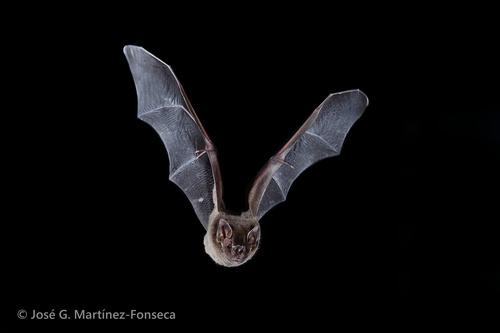 Toltec Fruit-eating Bat