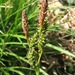 Carex umbrosa - Photo (c) paolapalazzolo, todos los derechos reservados, uploaded by paolapalazzolo