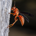 Fine-backed Red Paper Wasp - Photo (c) Clarence Holmes, all rights reserved, uploaded by Clarence Holmes