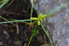Image of Cyperus aggregatus
