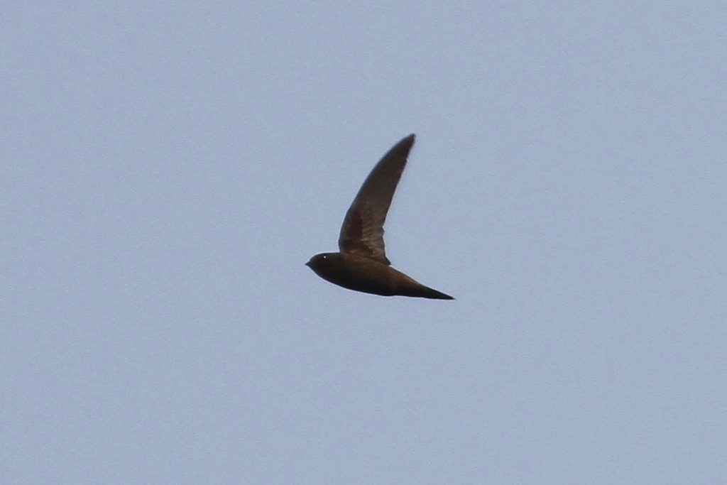 Scarce Swift photo