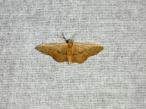 Idaea eugeniata