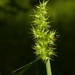 Carex Annectens Clade - Photo (c) Shaun Pogacnik, all rights reserved, uploaded by Shaun Pogacnik