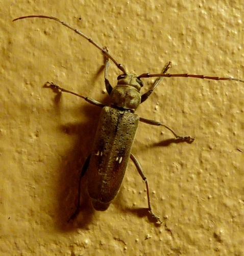 Gnatholea stigmatipennis