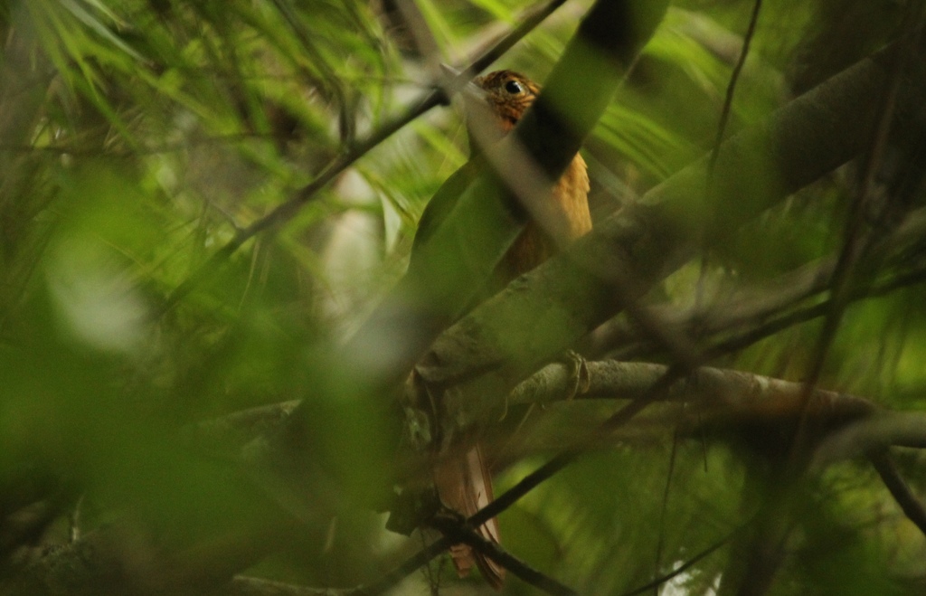 Bolivian Recurvebill photo