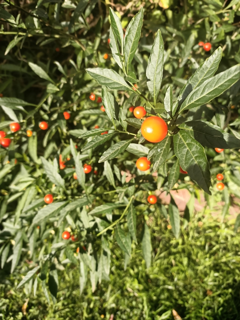 Jerusalem cherry in June 2020 by Mî Mî Warzd. Back yard · iNaturalist