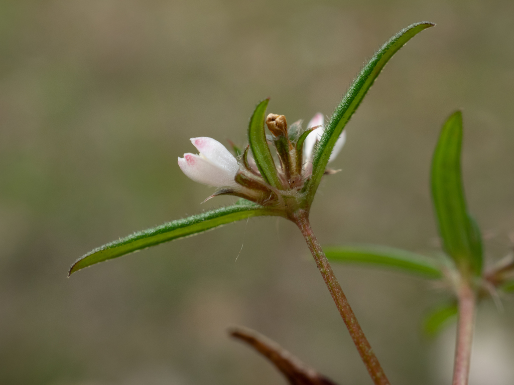 Hedyotis pinifolia (Hedyotis pinifolia)