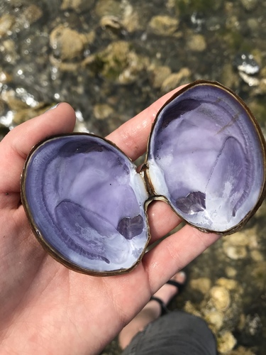Purple Mahogany Clam