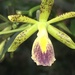 Epidendrum cuneatum - Photo (c) Pedro Manzaba, todos os direitos reservados, uploaded by Pedro Manzaba