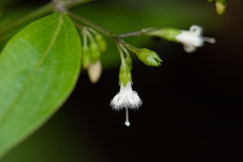 Oldenlandia assimilis
