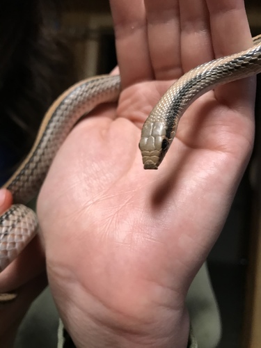 Big Bend Patchnose Snake