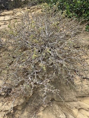 cliff spurge