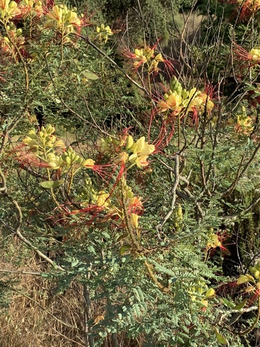 yellow bird-of-paradise shrub