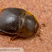 Sap-feeding Beetles - Photo (c) John and Kendra Abbott, all rights reserved, uploaded by John Abbott