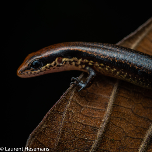 Brown Forest Skink