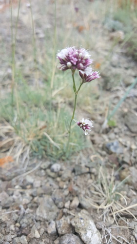 Gypsophila capituliflora