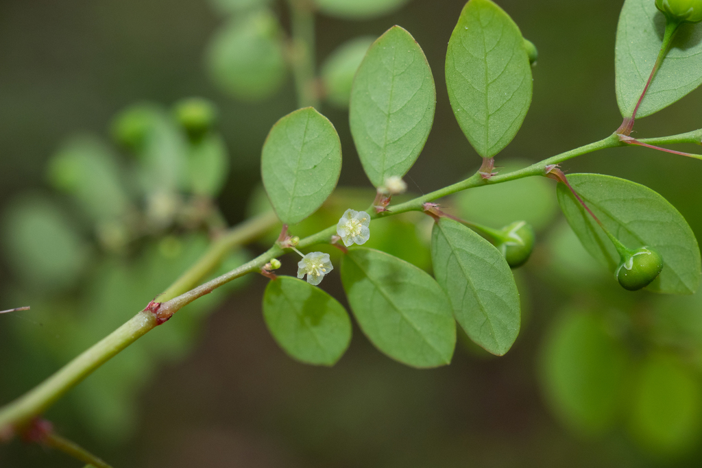 Phyllanthus tenellus — a medium houseplant, prefers full sun light
