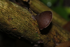 Image of Auricularia cornea