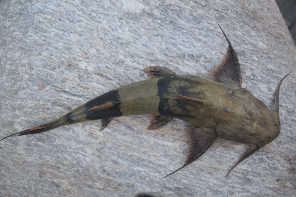 Goonch in June 2018 by Bibek Shrestha. Caught by fishermen · iNaturalist