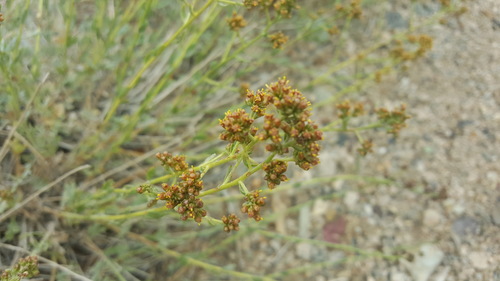 Kaschgaria