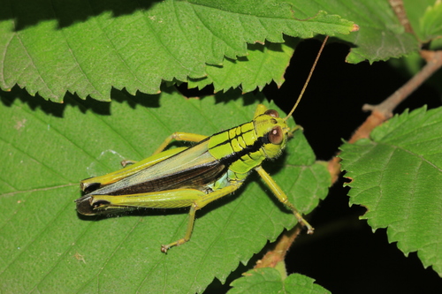 Ognevia sergii Ikonnikov, 1911