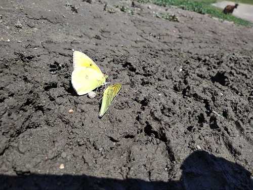 Colias heos