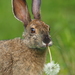 Hares and Jackrabbits - Photo (c) kmelville, all rights reserved, uploaded by kmelville
