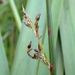 Juncus × lancastriensis - Photo (c) Leonard Worthington, kaikki oikeudet pidätetään, lähettänyt Leonard Worthington