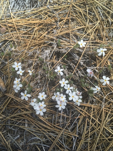Leptosiphon melingii