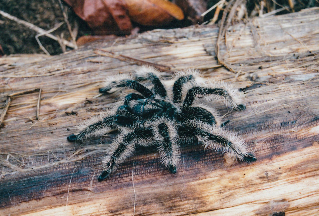 Tarántula enchinada (Tliltocatl albopilosus) · iNaturalist