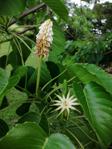 Hura polyandra Baill.