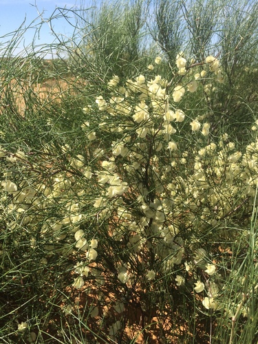 Calligonum aphyllum