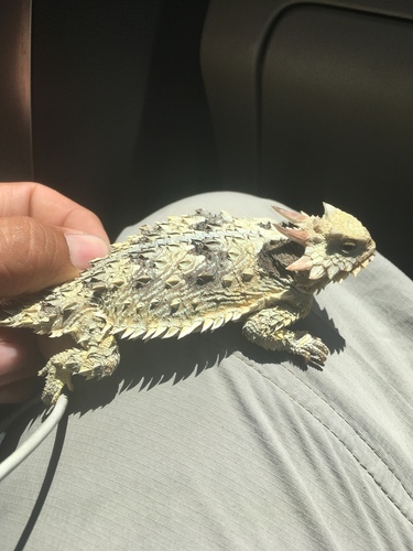 Cedros Island Horned Lizard