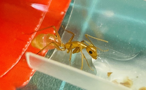 甜蜜巨山蟻Camponotus variegatus dulcis