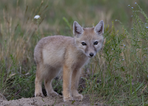 Corsac Fox