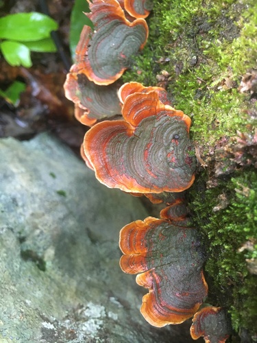 False Turkey-Tail