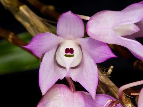 Dendrobium aduncum