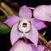 Dendrobium aduncum - Photo (c) Eerika Schulz, todos los derechos reservados