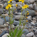 Arnica angustifolia - Photo (c) Evan Warren, todos os direitos reservados, uploaded by Evan Warren