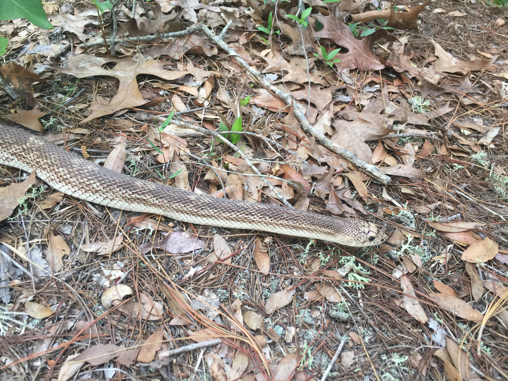 Florida Pine Snake in May 2017 by nursoph. Looks like it had recently ...