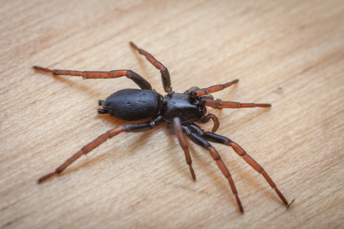 Yellow-legged Zipper Spider